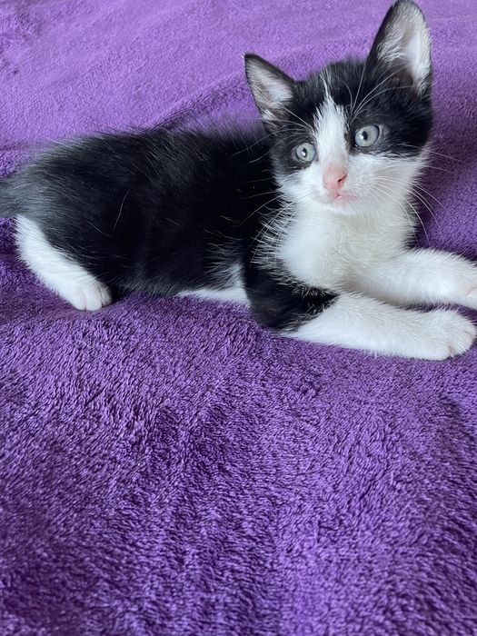Pisoiași drăgălași spre adopție!