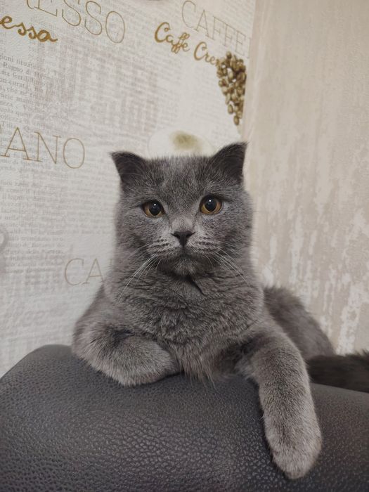 British shorthair zotli erkak mushukka vyaskaga ayol mushuk kerak