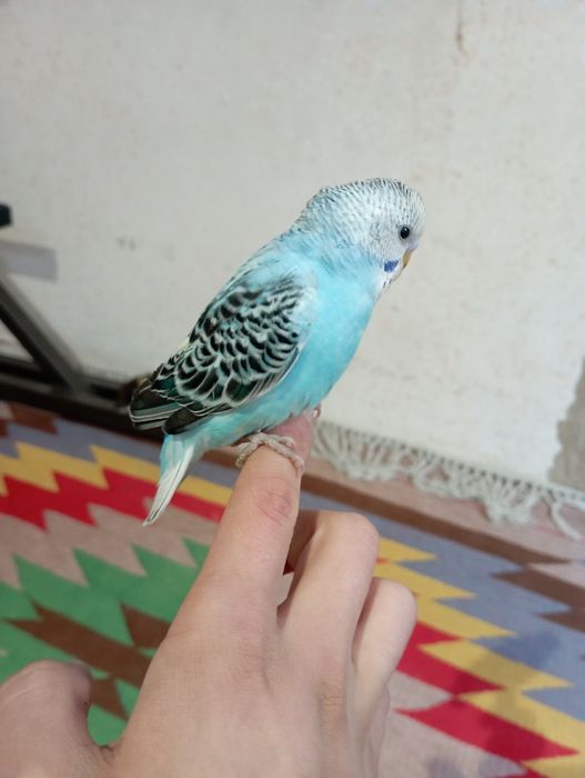 Qush a'lo holatda ishtahasi zor 100% ruchnoy qo'lga organgan