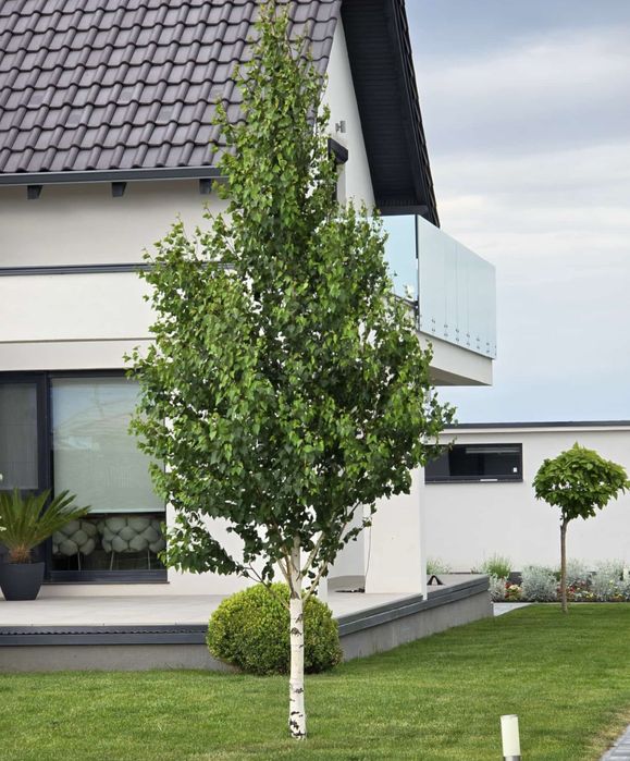 Vand mesteacan coaja alba calitate extra diferite dimensiuni