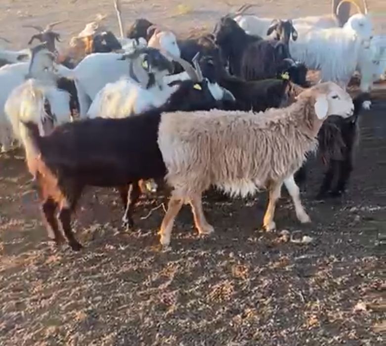 ешкі шыбыш лақ саьылады