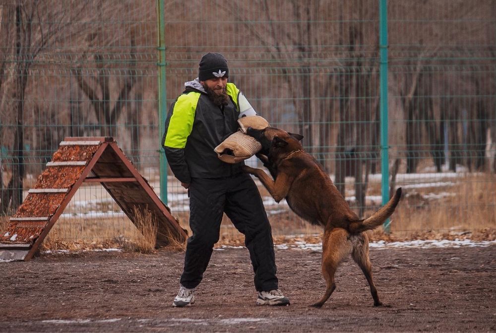 Кобель бельгийской овчарки на вязку