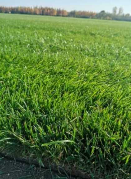 Grădina Verde începe cu Gazon și Udare