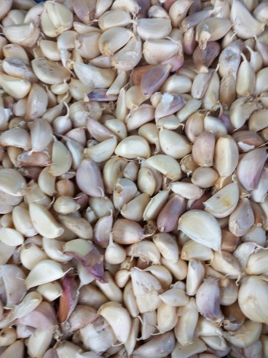 Usturoi de vânzare pus în pământ și consum