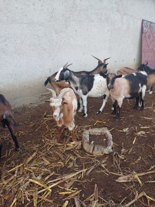 20 de capre metis anglonubian