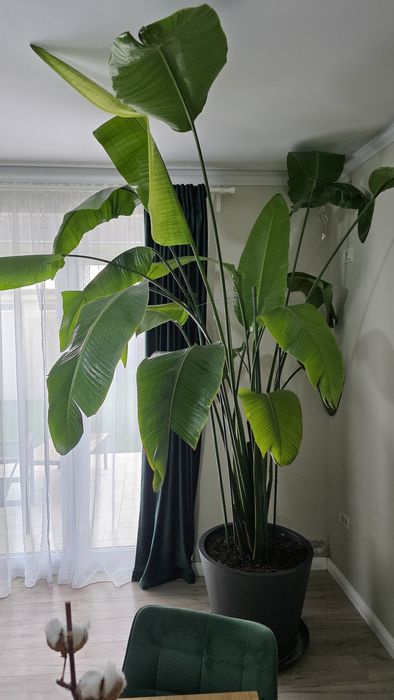 Strelitzia Nicolai - Pasarea Paradisului