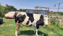 Vaca de vanzare sat Bușca