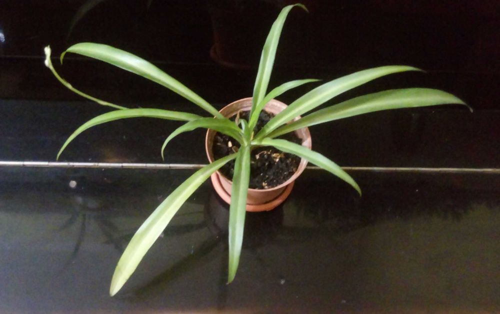 Продам хлорофитум