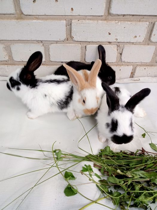 Продаются крольчата .