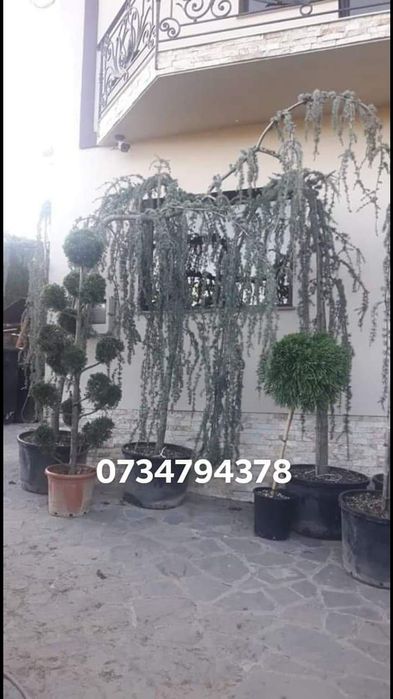 Vand tuia smarald columna braband pon pon spirale arțar palmieri