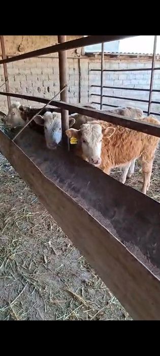 Үш бас падсос сатылады