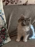 Породисти персийски котенца