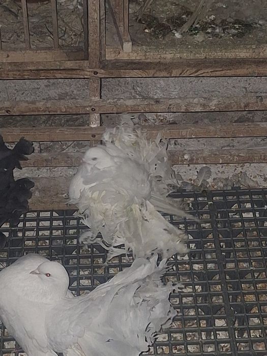 Rotați și Voltați Indieni