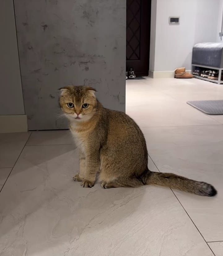 Передержка кошек и котов