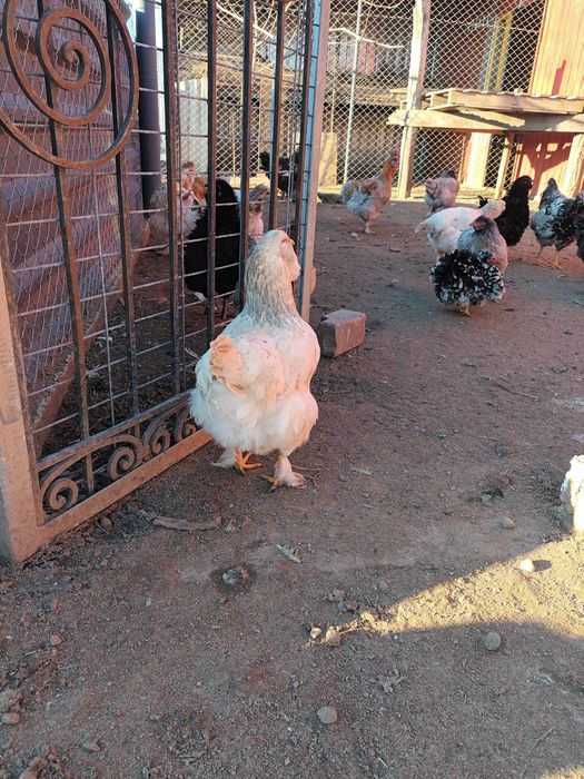 Ouă de vânzare de la găini de țară