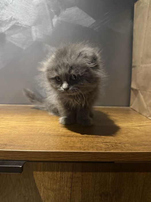 Продаются котята скотиш