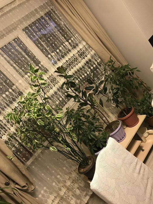 Продаются комнатные растения