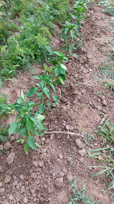 Tund gazon, curte, grădină