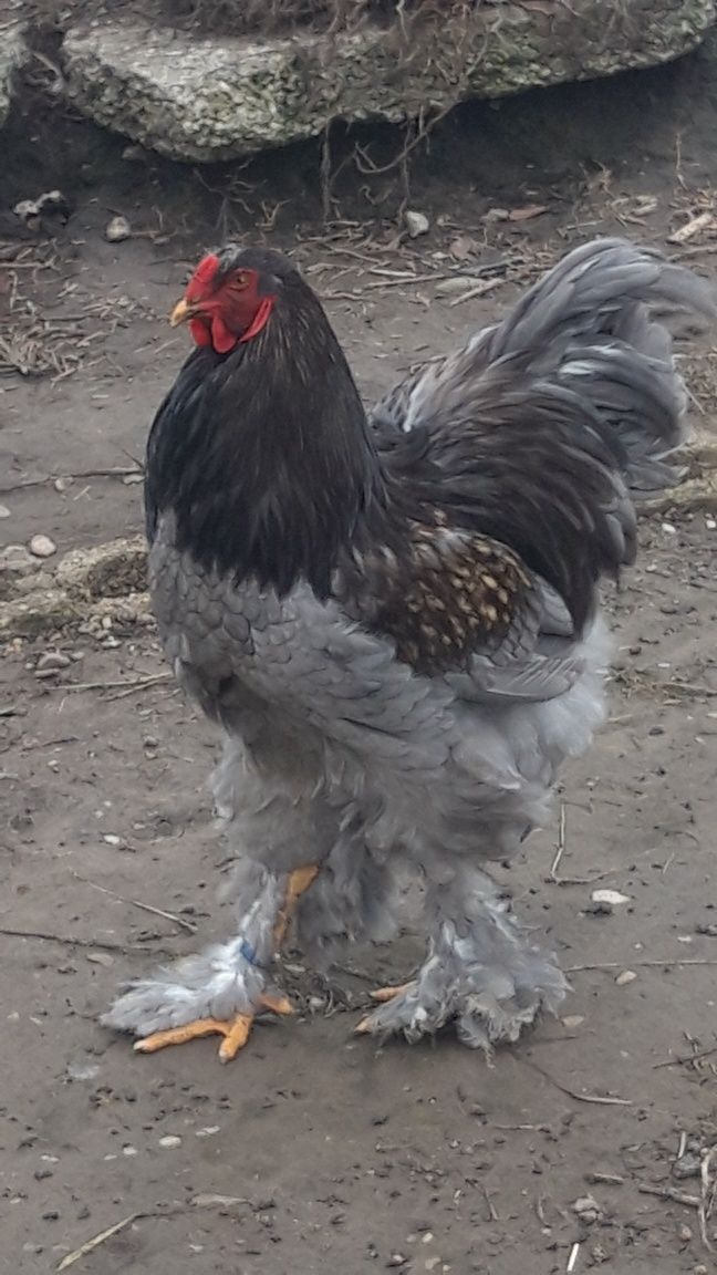 Pui brahma de vînzare rasă originală