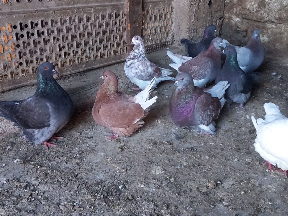 Porumbei Mondaini Filiași Dolj