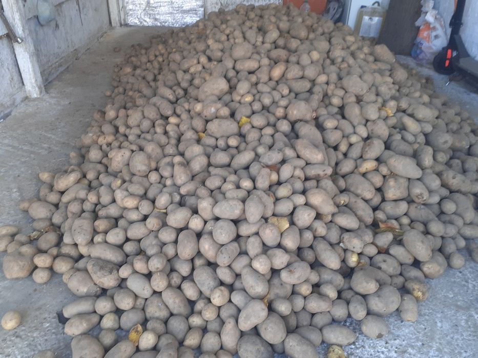 Vand cartofi pt consum