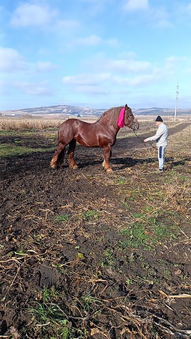 Vând armăsar din rasa sange rece unguresc