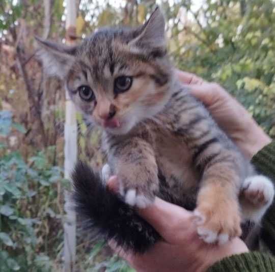 Кошка. Котенок. 3 месяца. Чистая. Здоровая.