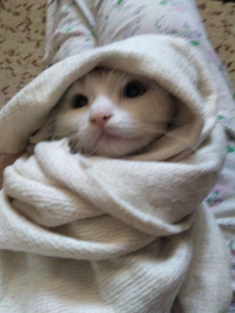 Красивый котик в добрые руки.