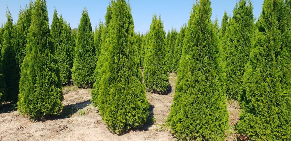 Poze reale 100% tuia (thuja)