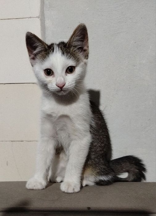 Котенок Мушук боласи
