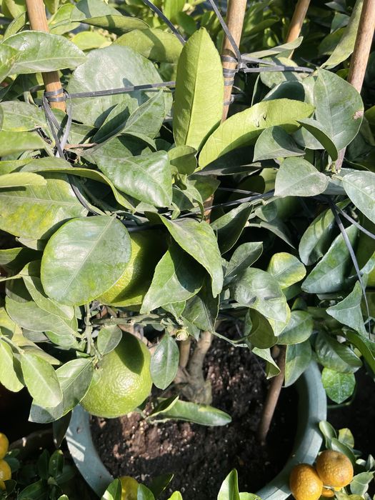 Саженцы мандаринов в продаже