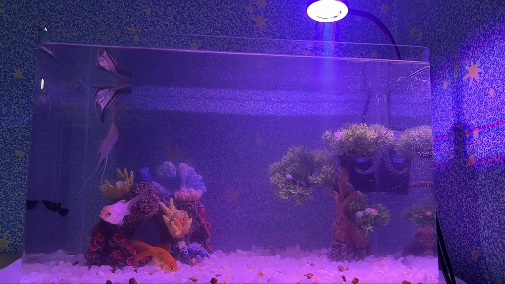 Akvarium baliqlari bilan