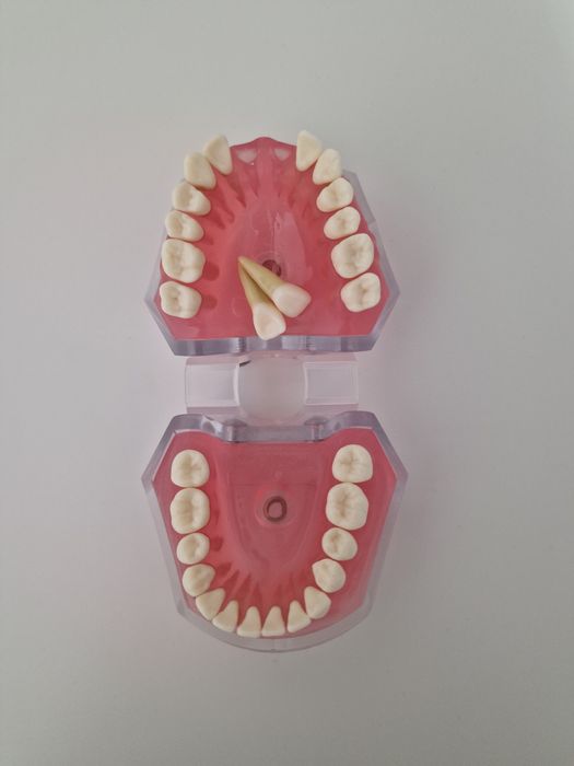 Model transparent cu dinti detasabili pentru practica medicina dentara