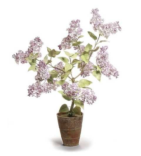 Liliac Syringa cu floare purpurie, roz si galben