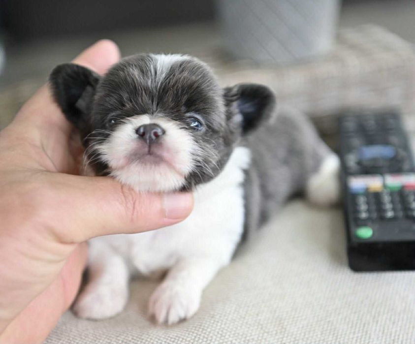 Женско мини чихуахуа бяло синьо