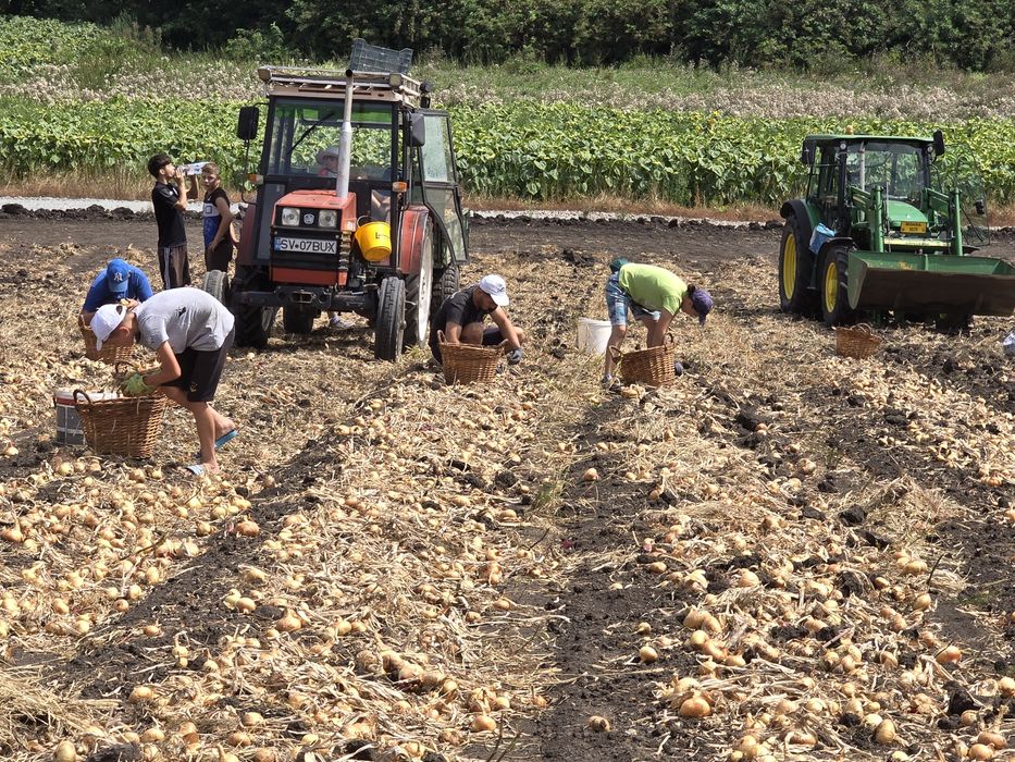 Ceapă plată Stuttgart