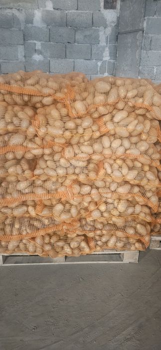 Cartofi mari albi soiu captiva