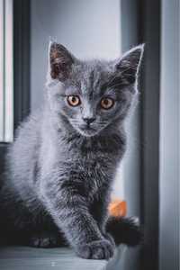 British Shorthair Blue sau Lila