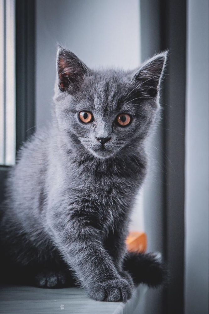 British Shorthair Blue sau Lila