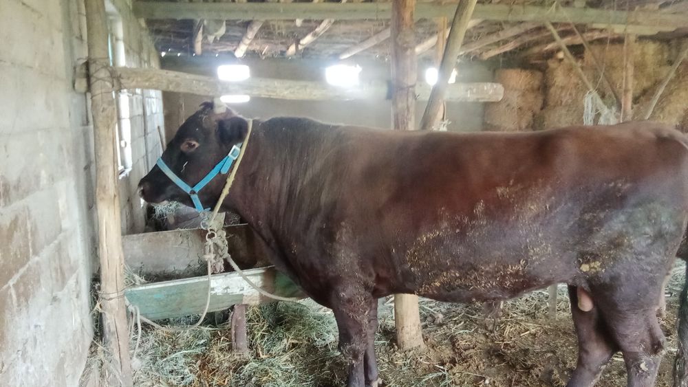 2 yoshli boqishga tayyor hoʻkiz