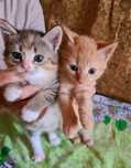 Отдам котят в хорошие руки