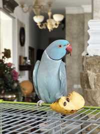 Papagal Micul Alexander Albastru - de vânzare