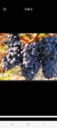 Vând struguri de vin diferite soiuri se transformă în toată țara mai m