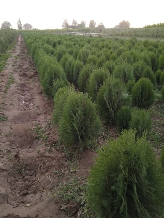 Арча гул кучатлари