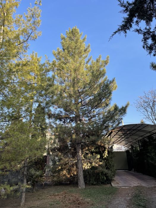 Сосна ~15 метров