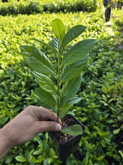 Laur Englezesc - NOVITA - Aclimatizat - prunus laurocerasus
