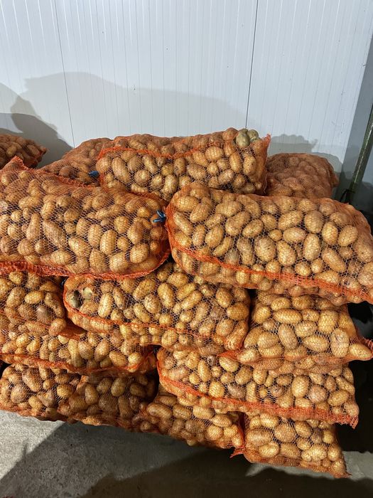 Cartofi Bella Rosa Marabell Secuiana Prada consum, samanta si animale