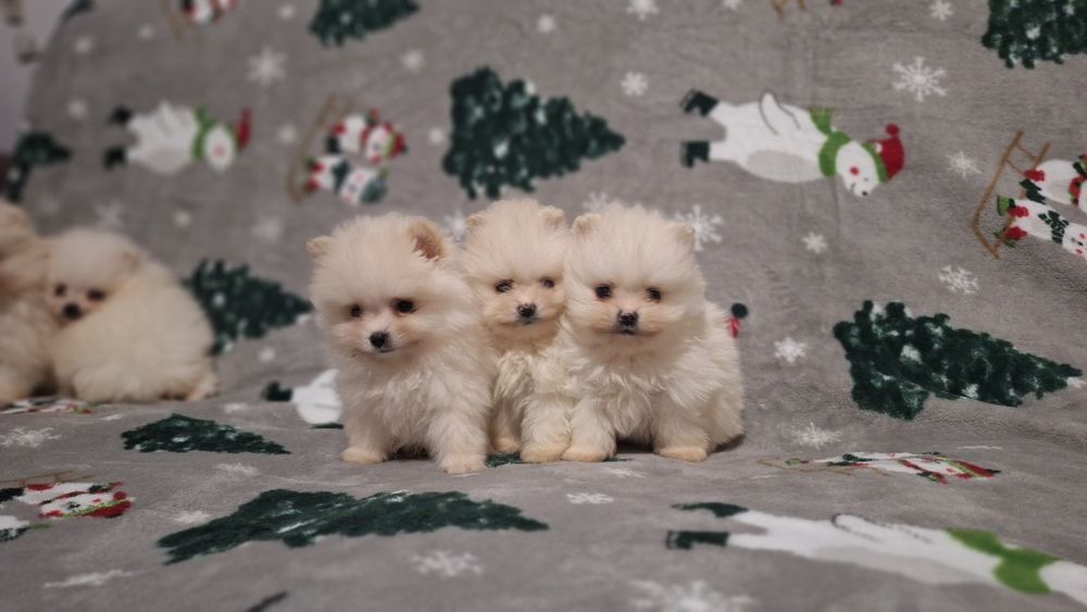 Померан мини померанчета