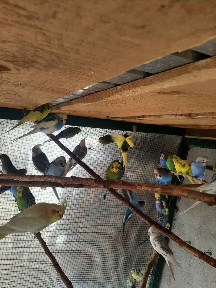 Papagali Peruși de vânzare