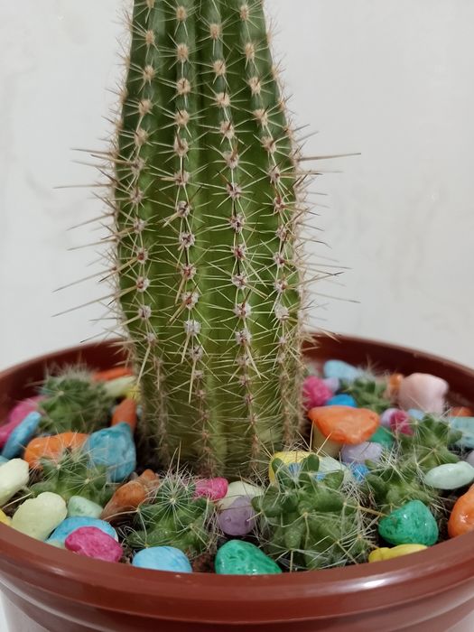 Кактусы домашние. См. все фото.